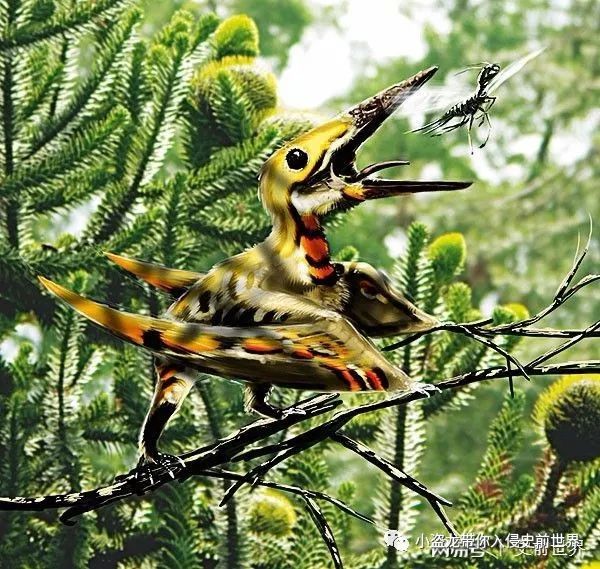 翼龙家族最小的翼龙,你以为很小的动物其实比蚂蚁还小