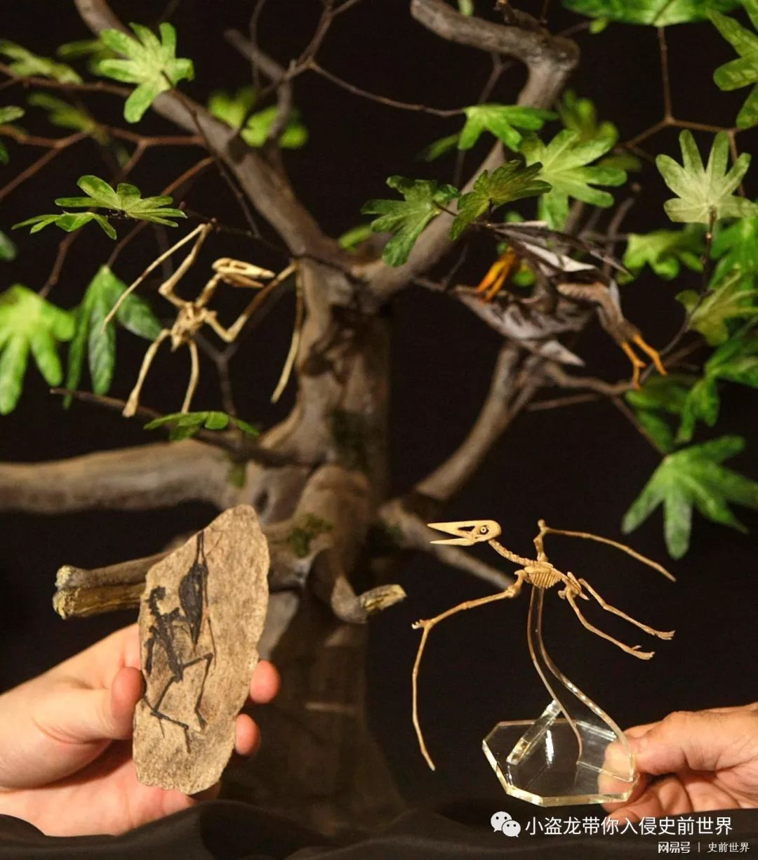 翼龙家族最小的翼龙,你以为很小的动物其实比蚂蚁还小