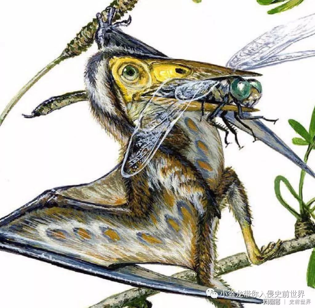 翼龙家族最小的翼龙,你以为很小的动物其实比蚂蚁还小