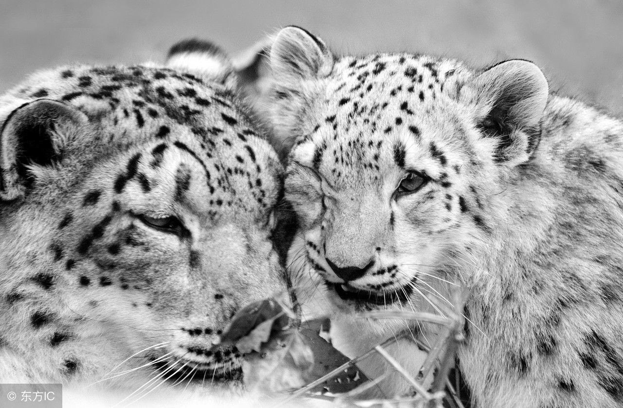 猫科前十排名,猫科最大体型排行