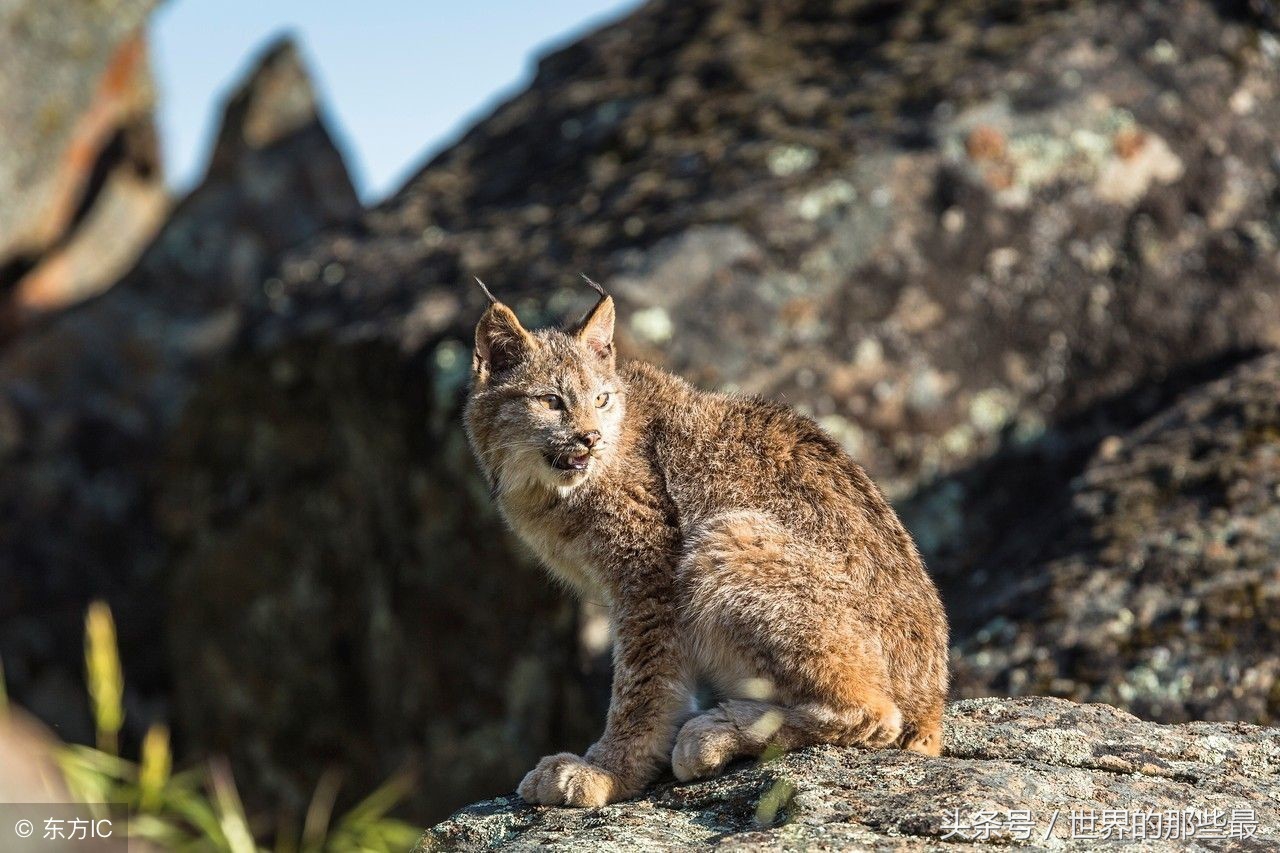 猫科前十排名,猫科最大体型排行