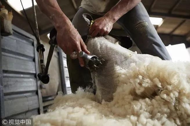 羊毛*党**如何“薅死”创业项目