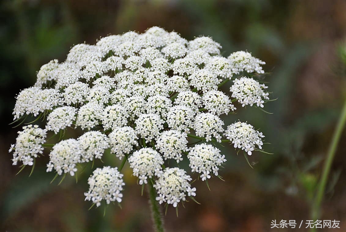 什么草药附近有蛇,农村有一种草能驱蛇