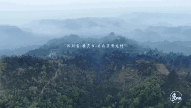 这一片茶园，给北纬30度震区人民带来生活希望