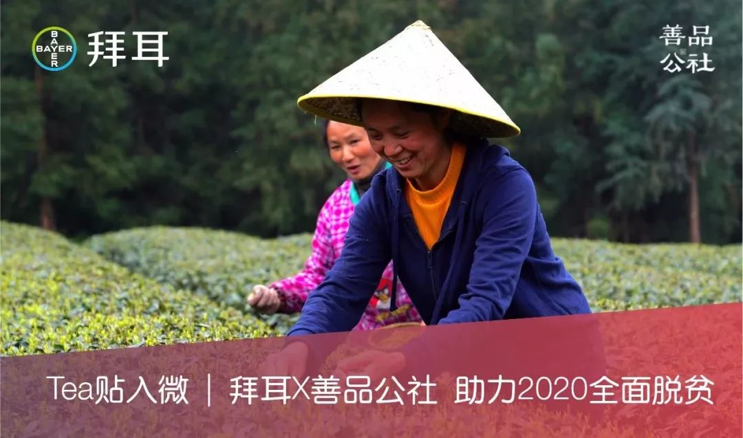 这一片茶园，给北纬30度震区人民带来生活希望