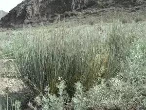 骆驼独有的营养,骆驼在沙漠吃食物视频