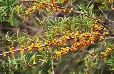 骆驼独有的营养,骆驼在沙漠吃食物视频
