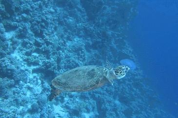 世界海龟日古老的爬行动物,世界海龟日它们奔赴星辰大海