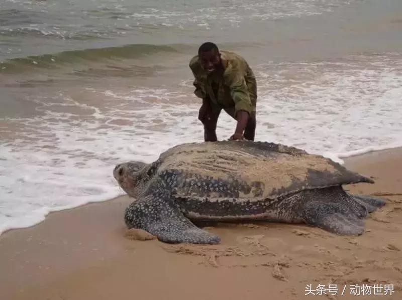 世界海龟日古老的爬行动物,世界海龟日它们奔赴星辰大海