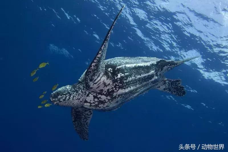 世界海龟日古老的爬行动物,世界海龟日它们奔赴星辰大海