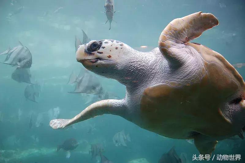世界海龟日古老的爬行动物,世界海龟日它们奔赴星辰大海