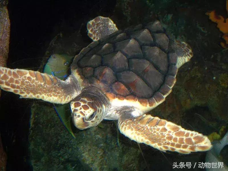 世界海龟日古老的爬行动物,世界海龟日它们奔赴星辰大海