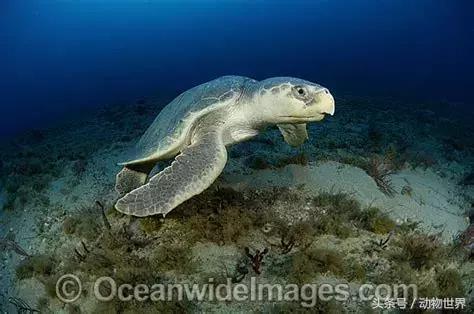 世界海龟日古老的爬行动物,世界海龟日它们奔赴星辰大海