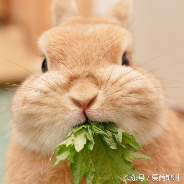 风水大师讲生肖兔出生在几月好,生肖兔的风水奇效