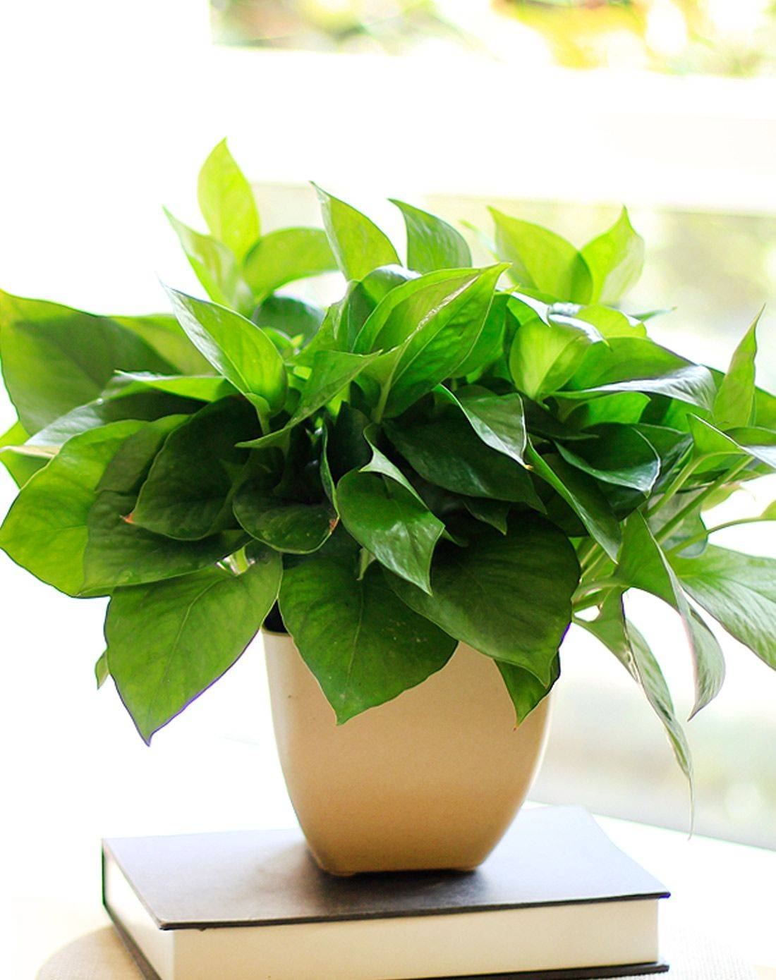 绿萝叶子卷曲怎么处理,绿萝叶子脏了怎么清理