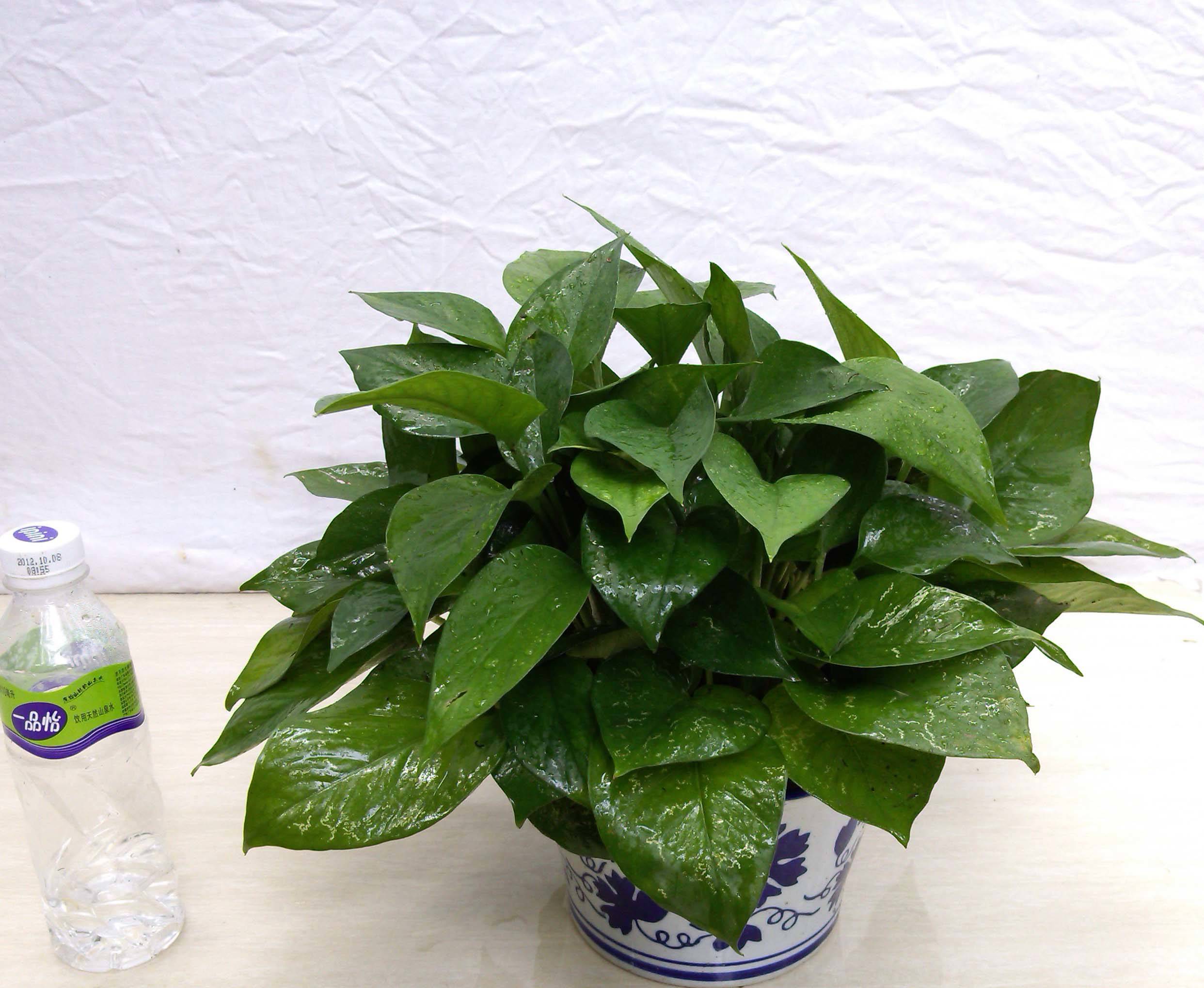 绿萝叶子卷曲怎么处理,绿萝叶子脏了怎么清理