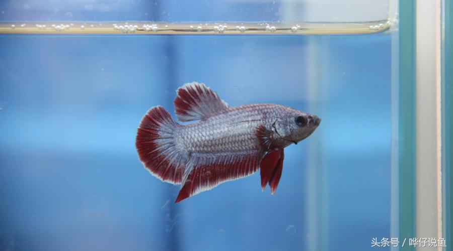 鱼缸em菌有必要用吗,鱼缸养鱼em菌喂鱼多久喂一次