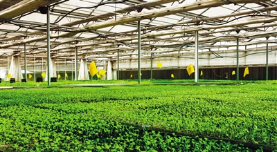 湖西岛有机食品,湖西岛有机食品怎么样