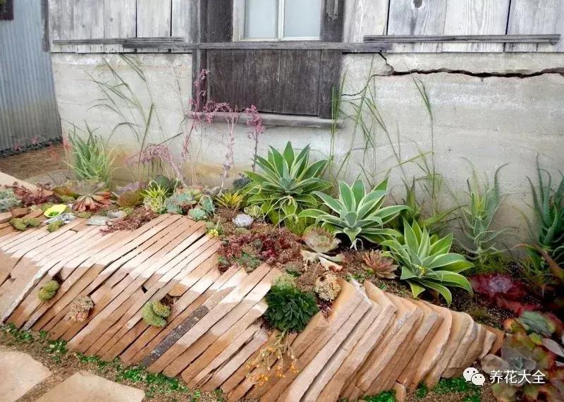 老外私家花园景观,国外多肉花园