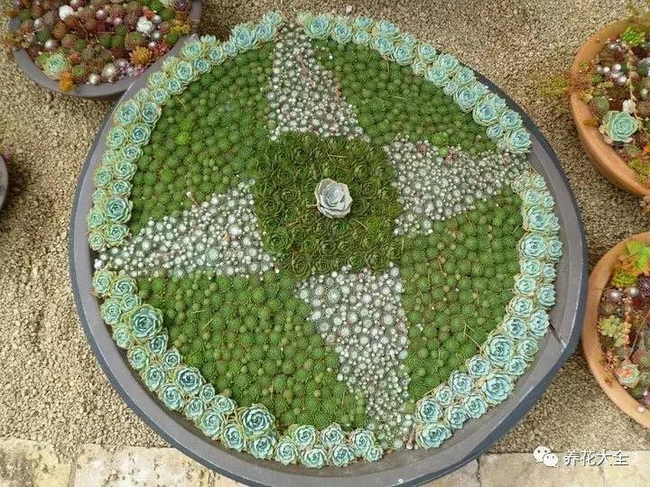 老外私家花园景观,国外多肉花园