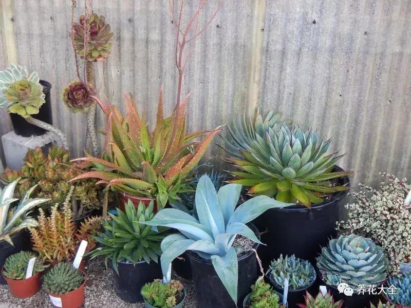 老外私家花园景观,国外多肉花园