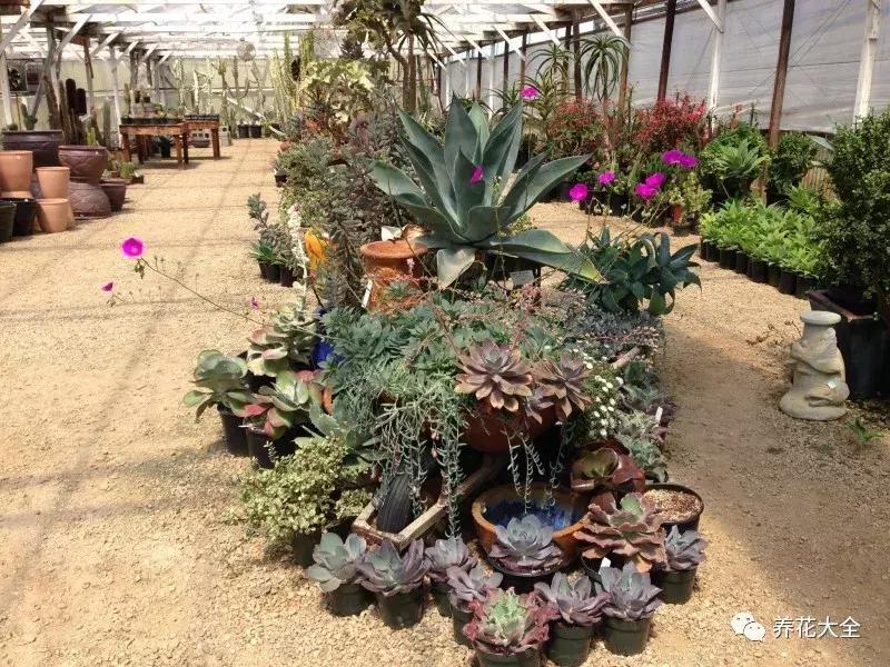 老外私家花园景观,国外多肉花园