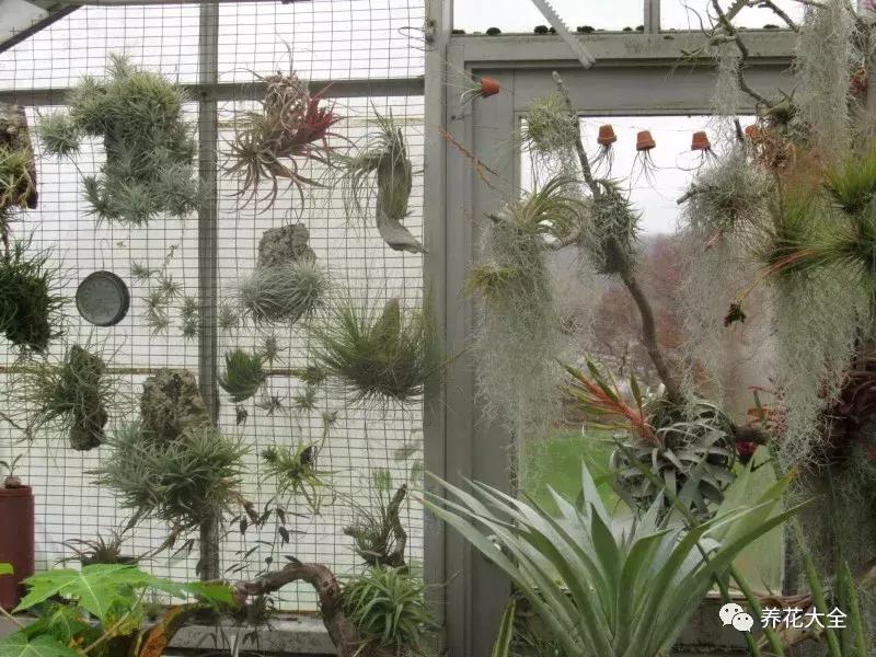 老外私家花园景观,国外多肉花园