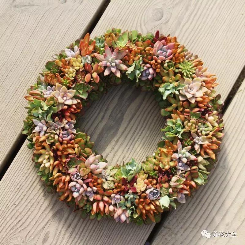 老外私家花园景观,国外多肉花园