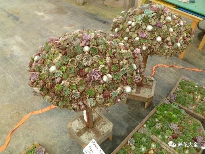 老外私家花园景观,国外多肉花园