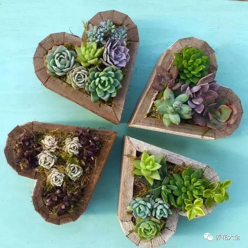 老外私家花园景观,国外多肉花园