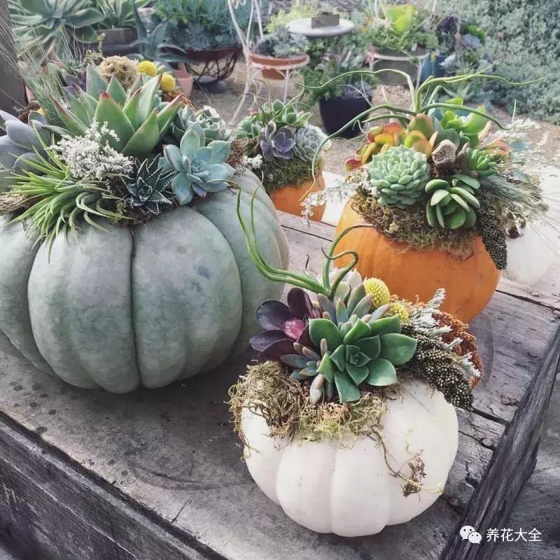 老外私家花园景观,国外多肉花园