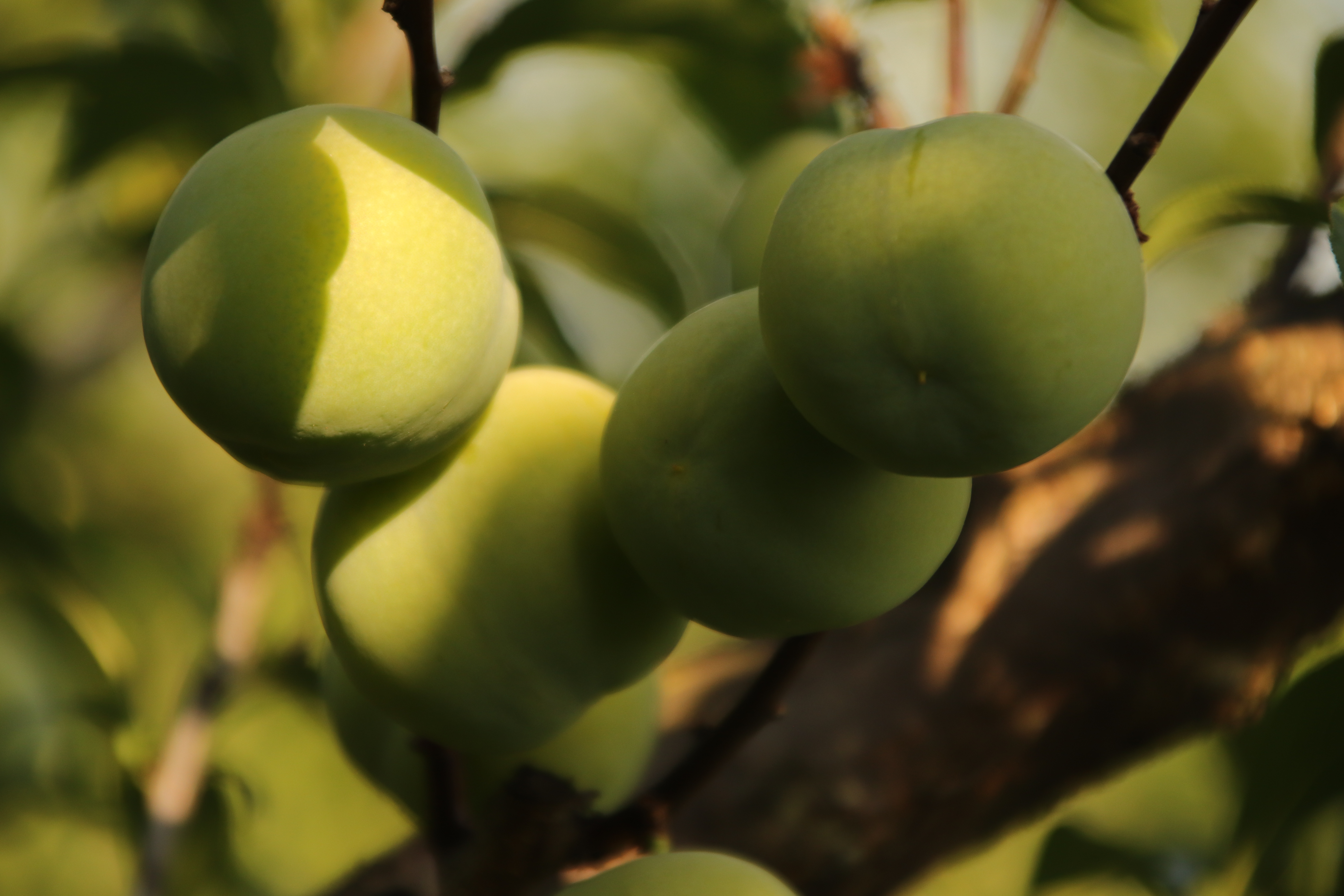 贵州盛产李子的地方,去贵州旅游吃到的李子