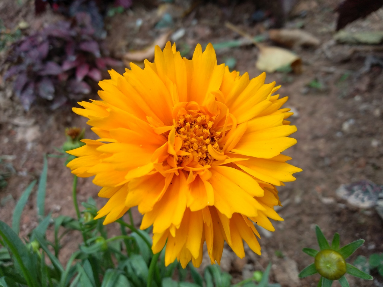 坚果3发布会刘海屏视频,坚果3现在值得买吗