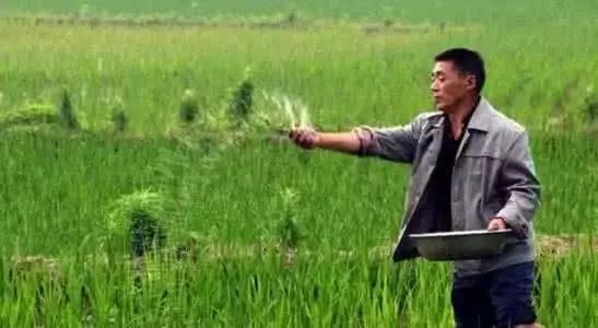 四大钾肥哪种追肥最好,四种钾肥正确施肥方法