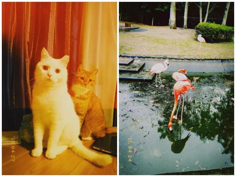 种草拍照好看的app,超赞的拍照app