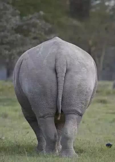 龙生九子到底有多少只龙,龙生九子都是谁的龙子