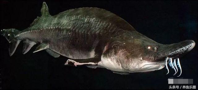 最大鳇鱼有多大图片,大鳇鱼1030斤现状
