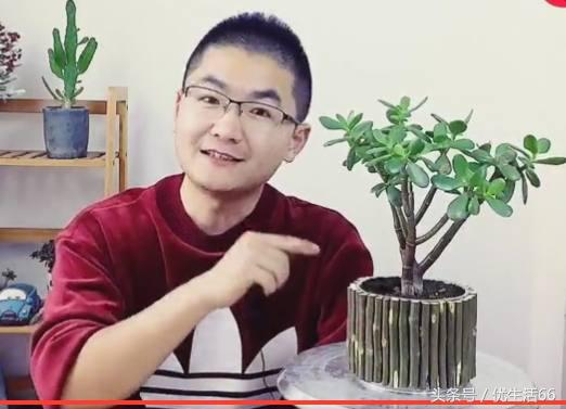 剩下的奶粉罐可以用来养什么东西,家里废弃奶粉罐如何重新利用