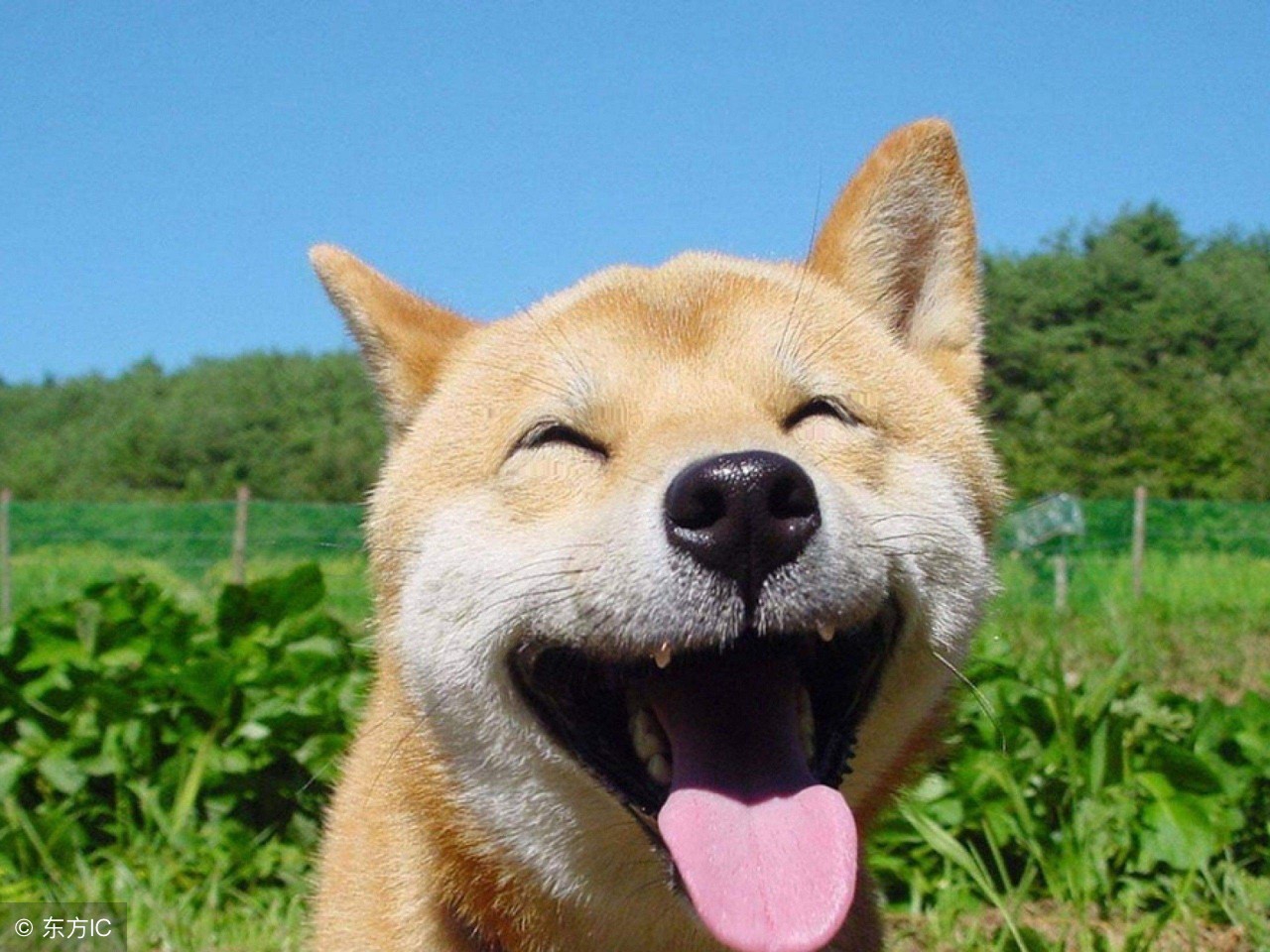 愿你善良自带锋芒温柔且有力量,愿你温柔而坚强善良且有锋芒