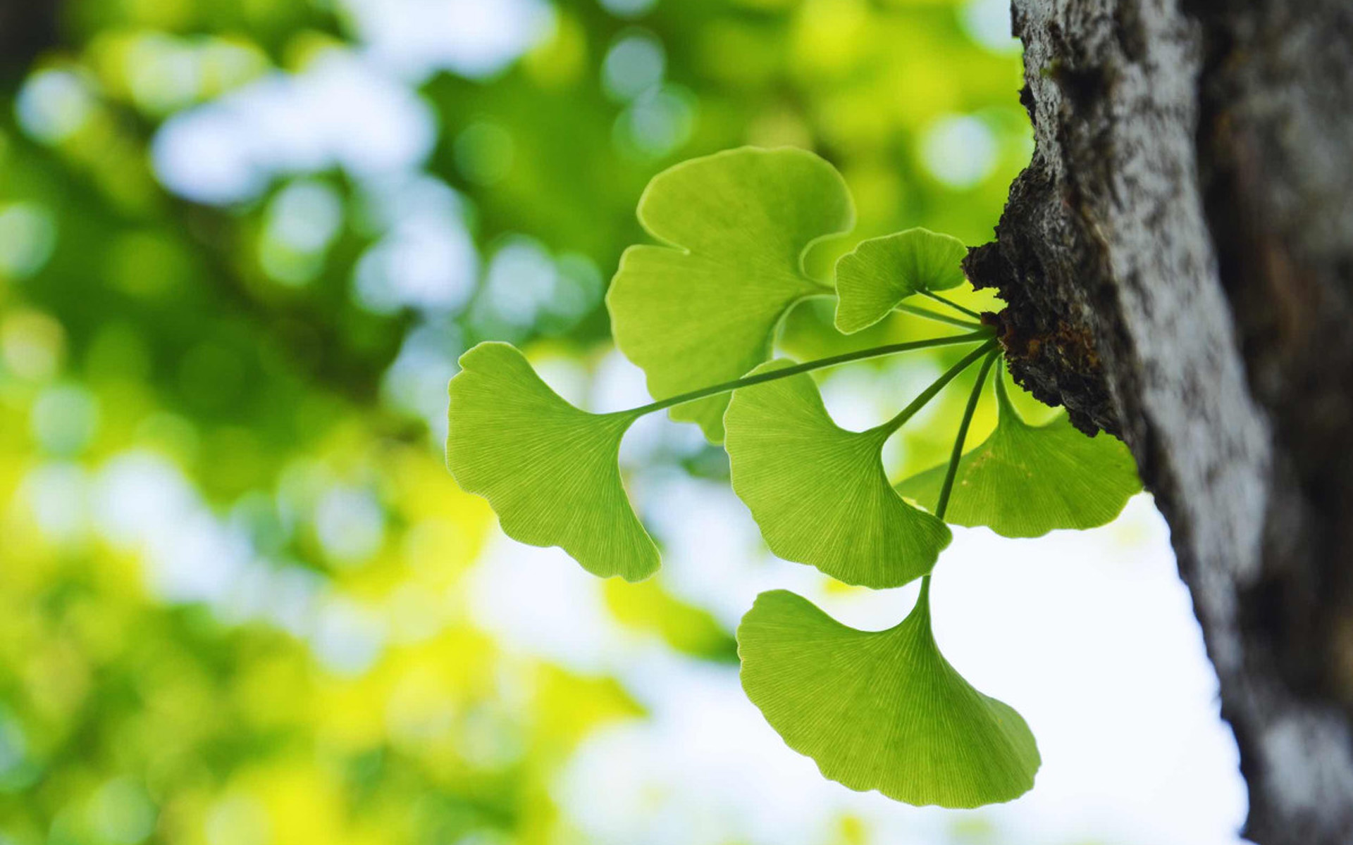 所有的浣溪沙苏轼,苏轼浣溪沙文章400字