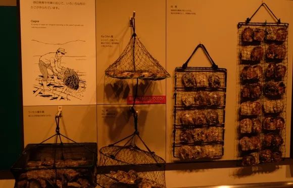 王珠宝寻宝日记：探访珍珠小城日本三重县鸟取市