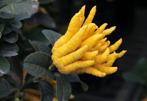 佛手观赏和食用区别,佛手可以和什么一起养