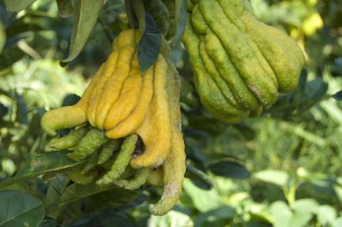 佛手观赏和食用区别,佛手可以和什么一起养