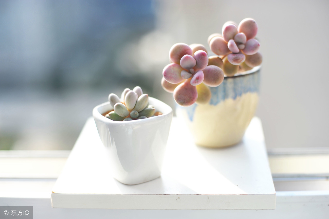 一些多肉陡长问题的防治和处理