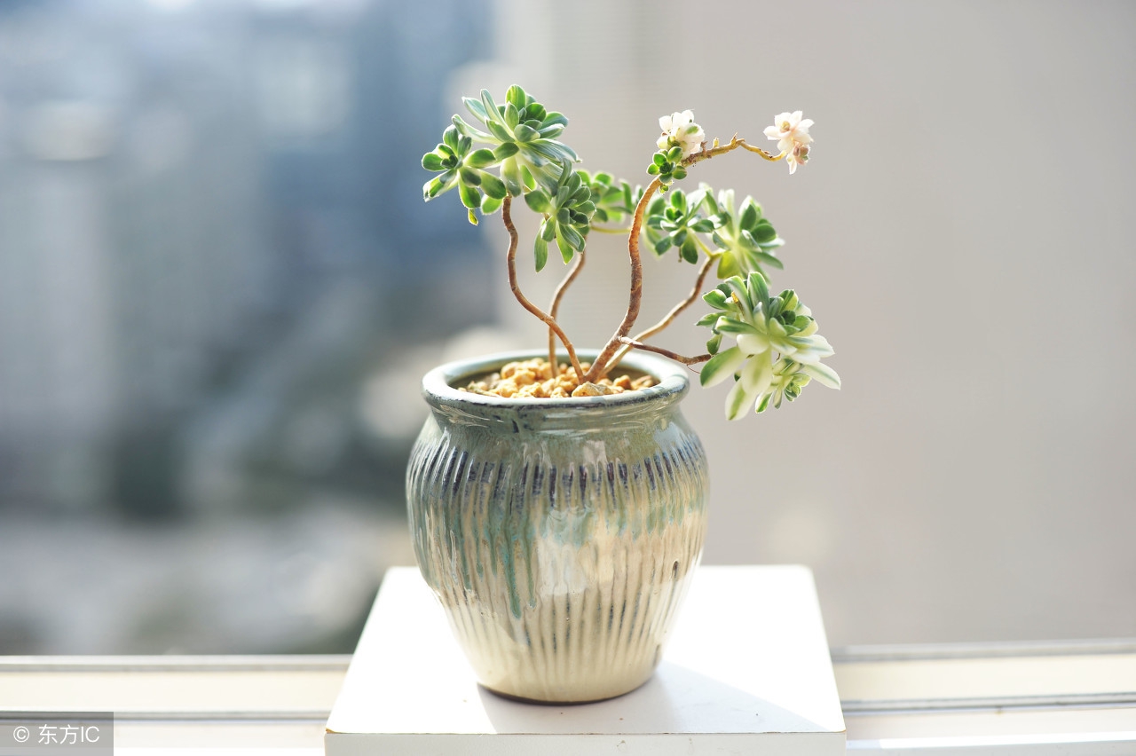 一些多肉陡长问题的防治和处理