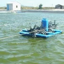 虾塘水不好怎么处理,虾塘水质不好是什么原因