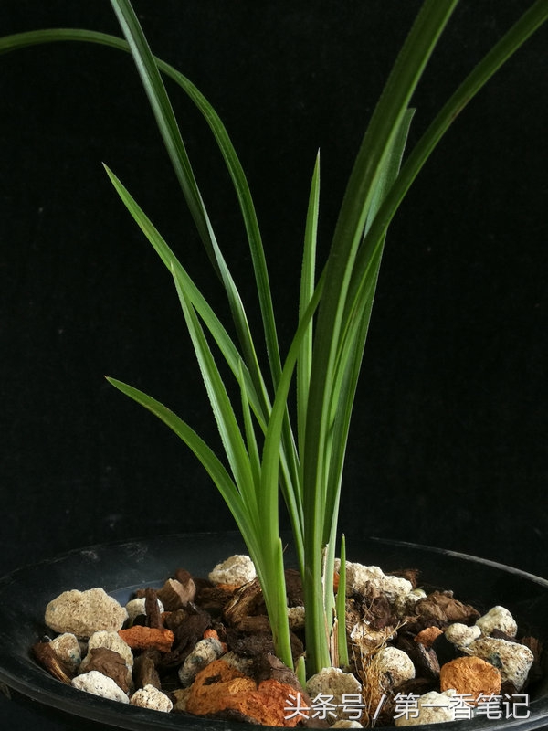 种兰花茎腐病,新栽兰花茎腐病和软腐病多久出现