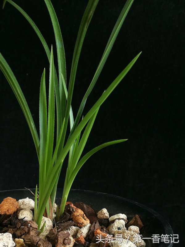 种兰花茎腐病,新栽兰花茎腐病和软腐病多久出现