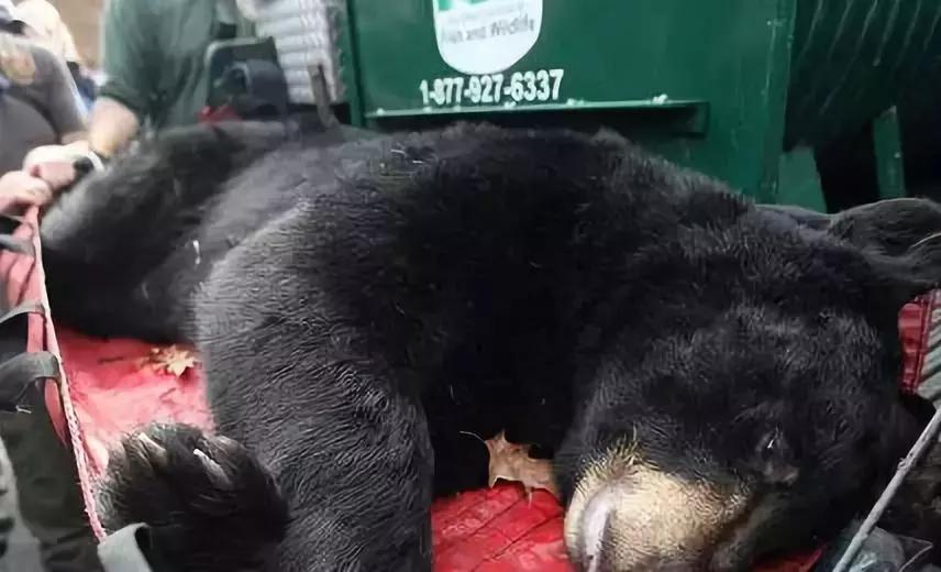 最可怕的代购骗局,揭露各种海外代购真相