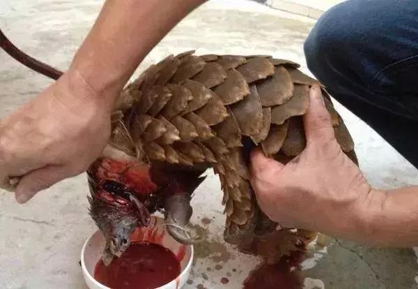 最可怕的代购骗局,揭露各种海外代购真相